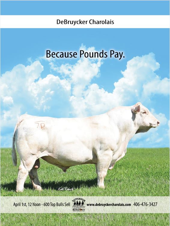 DeBruycker Charolais Bull Sale 2017