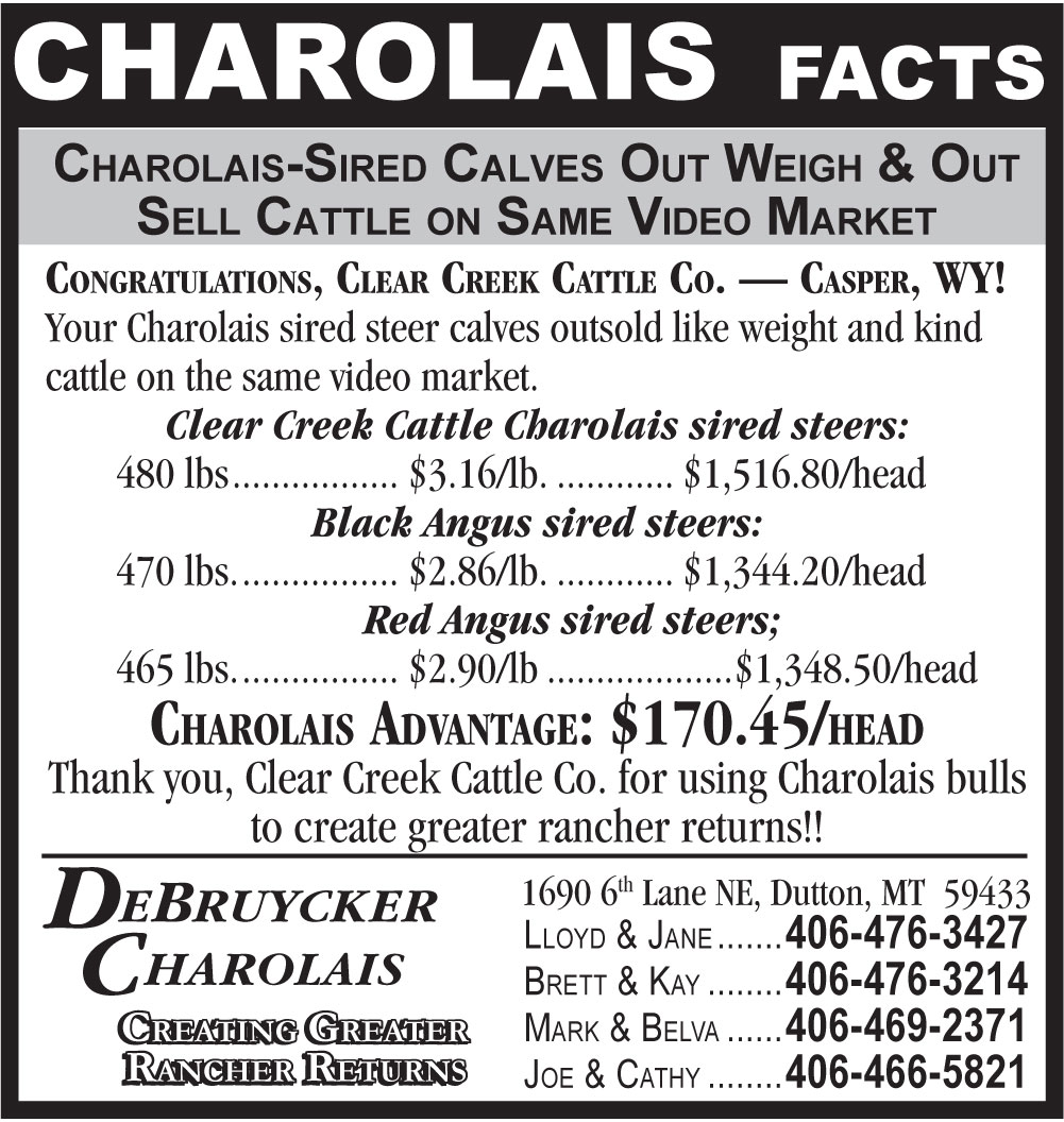 charolais facts
