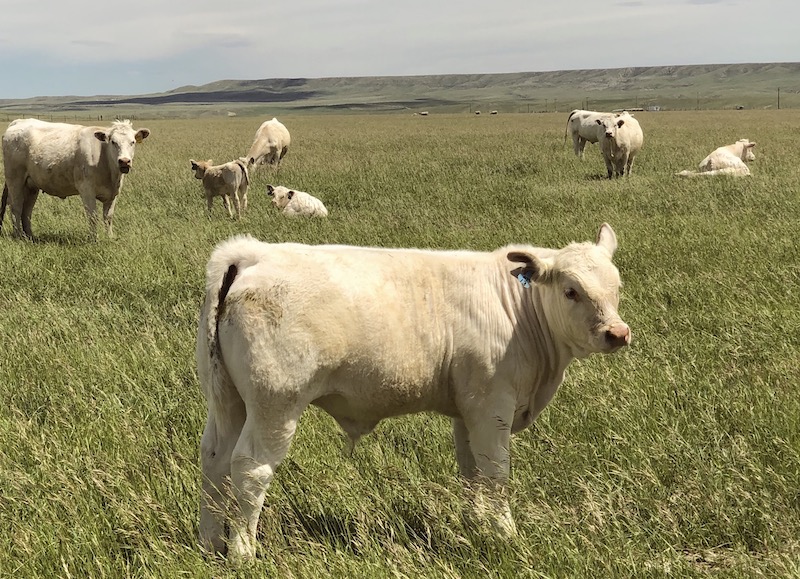 DeBruycker Charolais calf