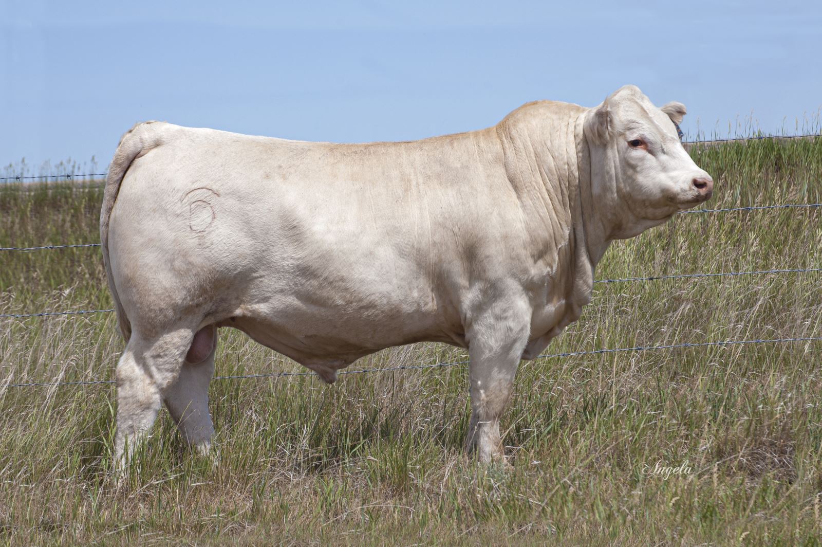 Bull sale 2023